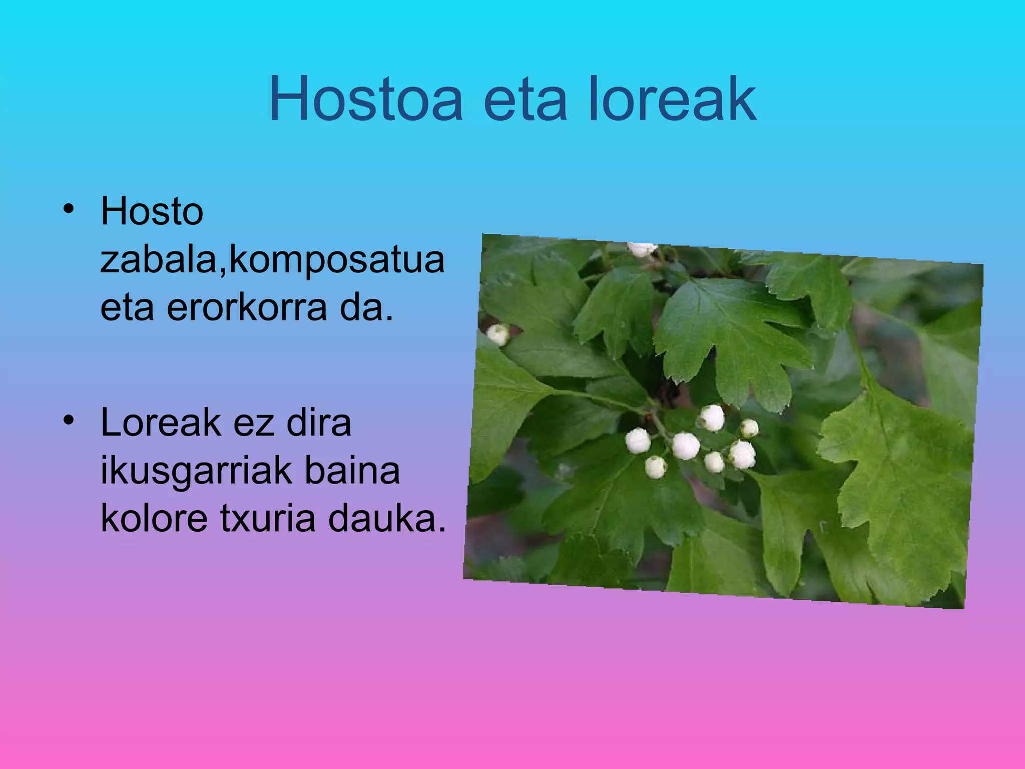 Hostoa eta loreak
• Hosto
  zabala,komposatua
  eta erorkorra da.

• Loreak ez dira
  ikusgarriak baina
  kolore txuria dauka.
 