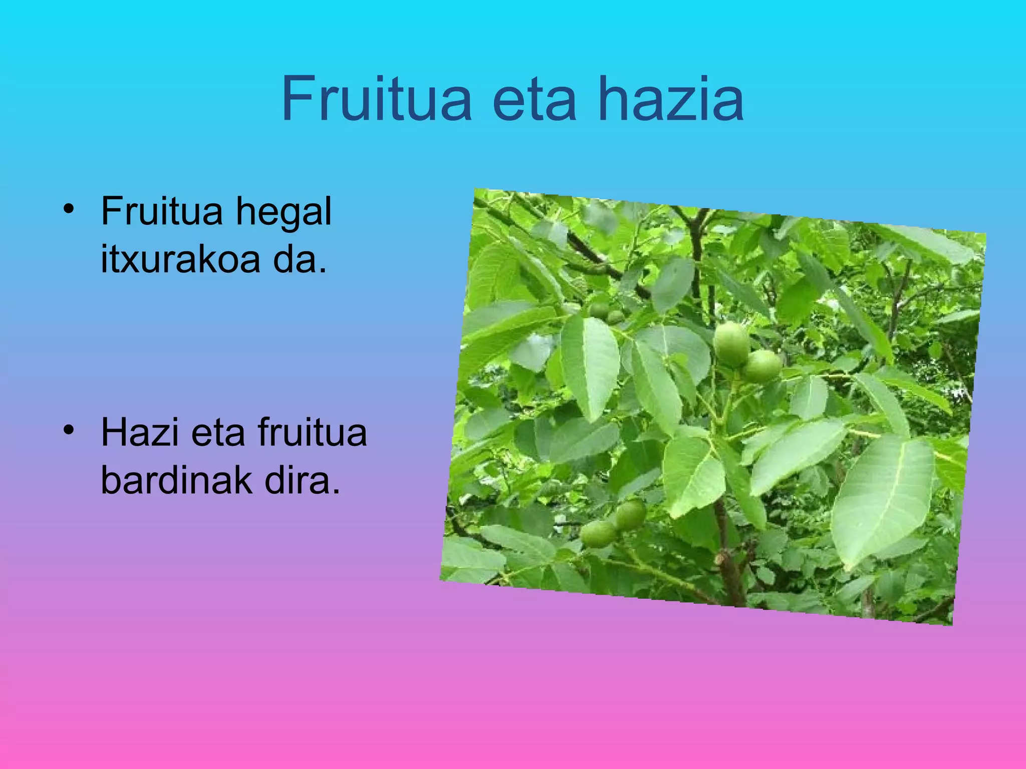 Fruitua eta hazia
• Fruitua hegal
  itxurakoa da.



• Hazi eta fruitua
  bardinak dira.
 