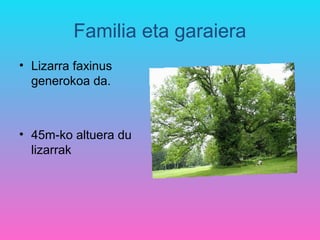 Familia eta garaiera
• Lizarra faxinus
  generokoa da.



• 45m-ko altuera du
  lizarrak
 