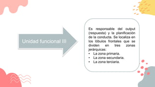 Unidad funcional III
Es responsable del output
(respuesta) y la planificación
de la conducta. Se localiza en
los lóbulos frontales que se
dividen en tres zonas
jerárquicas:
• La zona primaria.
• La zona secundaria.
• La zona terciaria.
 