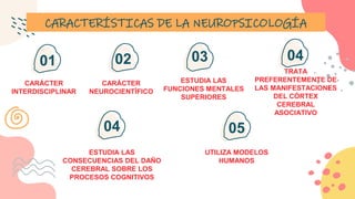 CARACTERÍSTICAS DE LA NEUROPSICOLOGÍA
CARÁCTER
INTERDISCIPLINAR
01
CARÁCTER
NEUROCIENTÍFICO
02
ESTUDIA LAS
FUNCIONES MENTALES
SUPERIORES
03
TRATA
PREFERENTEMENTE DE
LAS MANIFESTACIONES
DEL CÓRTEX
CEREBRAL
ASOCIATIVO
04
ESTUDIA LAS
CONSECUENCIAS DEL DAÑO
CEREBRAL SOBRE LOS
PROCESOS COGNITIVOS
UTILIZA MODELOS
HUMANOS
04 05
 