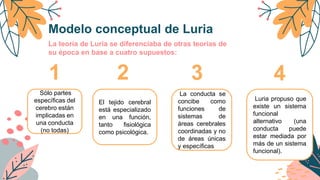Modelo conceptual de Luria
La teoría de Luria se diferenciaba de otras teorías de
su época en base a cuatro supuestos:
1 2 3 4
Sólo partes
específicas del
cerebro están
implicadas en
una conducta
(no todas)
El tejido cerebral
está especializado
en una función,
tanto fisiológica
como psicológica.
La conducta se
concibe como
funciones de
sistemas de
áreas cerebrales
coordinadas y no
de áreas únicas
y específicas
Luria propuso que
existe un sistema
funcional
alternativo (una
conducta puede
estar mediada por
más de un sistema
funcional).
 