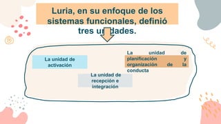 La unidad de
recepción e
integración
Luria, en su enfoque de los
sistemas funcionales, definió
tres unidades.
La unidad de
planificación y
organización de la
conducta
La unidad de
activación
 