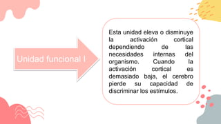 Unidad funcional I
Esta unidad eleva o disminuye
la activación cortical
dependiendo de las
necesidades internas del
organismo. Cuando la
activación cortical es
demasiado baja, el cerebro
pierde su capacidad de
discriminar los estímulos.
 
