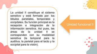 Unidad funcional II
La unidad II constituye el sistema
sensitivo y está formado por: los
lóbulos parietales, temporales y
occipitales. Su función principal es la
recepción e integración de la
información sensitiva. Así pues, las
áreas de la unidad II se
corresponden con su modalidad
sensitiva (la temporal para la
auditiva, la parietal para el tacto y la
occipital para la visión).
 