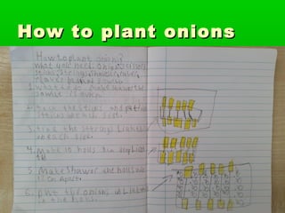 How to plant onionsHow to plant onions
 