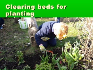 Clearing beds forClearing beds for
plantingplanting
 