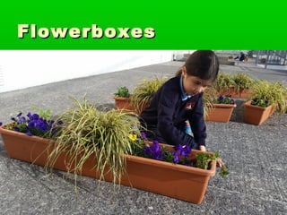 FlowerboxesFlowerboxes
 