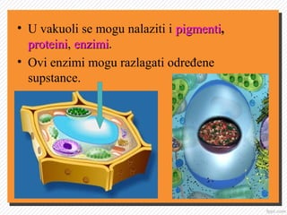 • U vakuoli se mogu nalaziti i pigmentipigmenti,
proteiniproteini, enzimienzimi.
• Ovi enzimi mogu razlagati određene
supstance.
 