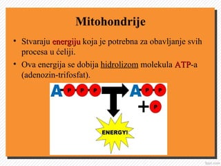 Mitohondrije
• Stvaraju energijuenergiju koja je potrebna za obavljanje svih
procesa u ćeliji.
• Ova energija se dobija hidrolizom molekula ATPATP-a
(adenozin-trifosfat).
 