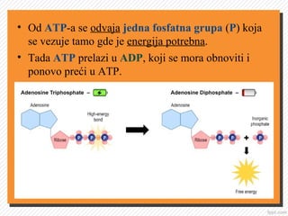 • Od ATP-a se odvaja jedna fosfatna grupa (P) koja
se vezuje tamo gde je energija potrebna.
• Tada ATP prelazi u ADP, koji se mora obnoviti i
ponovo preći u ATP.
 