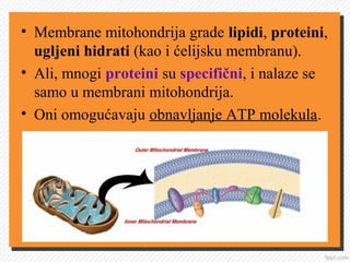• Membrane mitohondrija grade lipidi, proteini,
ugljeni hidrati (kao i ćelijsku membranu).
• Ali, mnogi proteini su specifični, i nalaze se
samo u membrani mitohondrija.
• Oni omogućavaju obnavljanje ATP molekula.
 