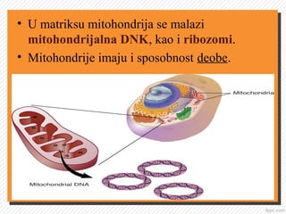 • U matriksu mitohondrija se malazi
mitohondrijalna DNK, kao i ribozomi.
• Mitohondrije imaju i sposobnost deobe.
 