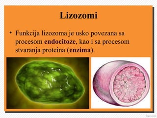 Lizozomi
• Funkcija lizozoma je usko povezana sa
procesom endocitoze, kao i sa procesom
stvaranja proteina (enzima).
 