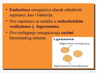 • Endocitoza omogućava ulazak određenih
supstanci, kao i bakterija.
• Ove supstance se razlažu u endocitotskim
vezikulama tj. fagozomima.
• Ovo razlaganje omogućavaju enzimi
lizozomskog sistema.
 