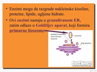 • Enzimi mogu da razgrade nukleinske kiseline,
proteine, lipide, ugljene hidrate.
• Ovi enzimi nastaju u granuliranom ER,
zatim odlaze u Goldžijev aparat, koji formira
primarne lizozome.
 