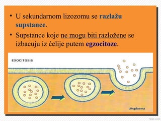 • U sekundarnom lizozomu se razlažu
supstance.
• Supstance koje ne mogu biti razložene se
izbacuju iz ćelije putem egzocitoze.
 