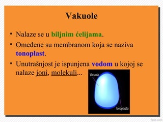 Vakuole
• Nalaze se u biljnim ćelijama.
• Omeđene su membranom koja se naziva
tonoplast.
• Unutrašnjost je ispunjena vodom u kojoj se
nalaze joni, molekuli...
 