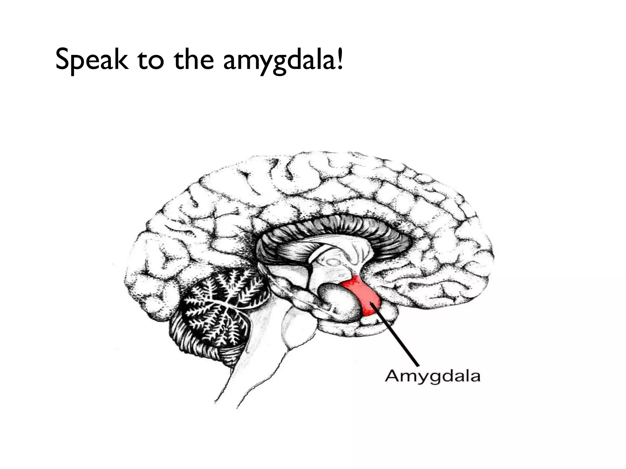 Speak to the amygdala!

 
