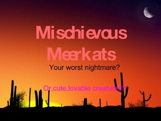 Mischievous Meerkats Your worst nightmare? Or,cute,lovable creatures? 