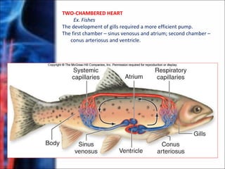TWO-CHAMBERED HEART
Ex. Fishes
The development of gills required a more efficient pump.
The first chamber – sinus venosus and atrium; second chamber –
conus arteriosus and ventricle.
 