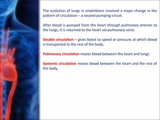 The evolution of lungs in amphibians involved a major change in the
pattern of circulation – a second pumping circuit.
After blood is pumped from the heart through pulmonary arteries to
the lungs, it is returned to the heart via pulmonary veins.
Double circulation – gives boost to speed or pressure at which blood
is transported to the rest of the body.
Pulmonary circulation moves blood between the heart and lungs.
Systemic circulation moves blood between the heart and the rest of
the body.
 