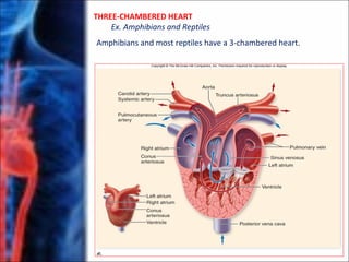 THREE-CHAMBERED HEART
Ex. Amphibians and Reptiles
Amphibians and most reptiles have a 3-chambered heart.
 