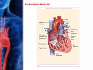 FOUR-CHAMBERED HEART
 