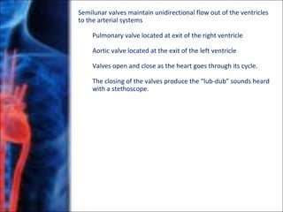 Semilunar valves maintain unidirectional flow out of the ventricles
to the arterial systems
Pulmonary valve located at exit of the right ventricle
Aortic valve located at the exit of the left ventricle
Valves open and close as the heart goes through its cycle.
The closing of the valves produce the “lub-dub” sounds heard
with a stethoscope.
 