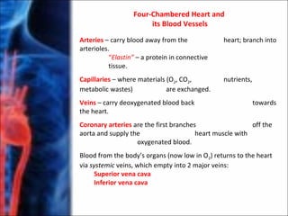 Four-Chambered Heart and
its Blood Vessels
Arteries – carry blood away from the heart; branch into
arterioles.
“Elastin” – a protein in connective
tissue.
Capillaries – where materials (O2, CO2, nutrients,
metabolic wastes) are exchanged.
Veins – carry deoxygenated blood back towards
the heart.
Coronary arteries are the first branches off the
aorta and supply the heart muscle with
oxygenated blood.
Blood from the body’s organs (now low in O2) returns to the heart
via systemic veins, which empty into 2 major veins:
Superior vena cava
Inferior vena cava
 