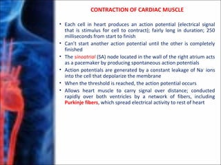 CONTRACTION OF CARDIAC MUSCLE
• Each cell in heart produces an action potential (electrical signal
that is stimulus for cell to contract); fairly long in duration; 250
milliseconds from start to finish
• Can’t start another action potential until the other is completely
finished
• The sinoatrial (SA) node located in the wall of the right atrium acts
as a pacemaker by producing spontaneous action potentials
• Action potentials are generated by a constant leakage of Na+
ions
into the cell that depolarize the membrane
• When the threshold is reached, the action potential occurs
• Allows heart muscle to carry signal over distance; conducted
rapidly over both ventricles by a network of fibers, including
Purkinje fibers, which spread electrical activity to rest of heart
 