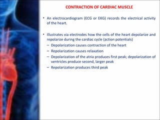 • An electrocardiogram (ECG or EKG) records the electrical activity
of the heart.
• Illustrates via electrodes how the cells of the heart depolarize and
repolarize during the cardiac cycle (action potentials)
– Depolarization causes contraction of the heart
– Repolarization causes relaxation
– Depolarization of the atria produces first peak; depolarization of
ventricles produce second, larger peak
– Repolarization produces third peak
CONTRACTION OF CARDIAC MUSCLE
 