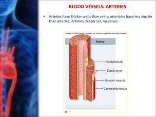 BLOOD VESSELS: ARTERIES
• Arteries have thicker walls than veins; arterioles have less elastin
than arteries; Arteries deeply set, no valves.
 