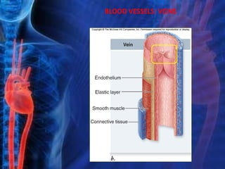 BLOOD VESSELS: VEINS
 