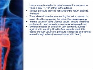 • Less muscle is needed in veins because the pressure in
veins is only ~1/10th
of that in the arteries
• Venous pressure alone is not sufficient to return blood to
the heart
• Thus, skeletal muscles surrounding the veins contract to
move blood by squeezing the veins; the venous pump
• Internal valves in veins (venous valves) ensure that blood
continues to heart; operate as one-way swinging doors
• Skeletal muscles on outside of vein contracts, pushes
against vein, causing blood to flow towards heart; this
opens one-way valves up, pressure is released and cannot
return through valves (one-way transport to heart)
 