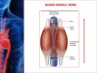 BLOOD VESSELS: VEINS
 