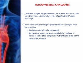 • Capillaries bridges the gap between the arteries and veins; only
have the inner epithelium layer (site of gas/nutrient/waste
exchange)
• Blood flows slower through capillaries because of larger total
cross-section
– Enables materials to be exchanged
– By the time blood reaches the end of the capillary, it
releases some of its oxygen and nutrients and picks up CO2
and waste products
BLOOD VESSELS: CAPILLARIES
 