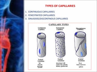 TYPES OF CAPILLARIES
1. CONTINUOUS CAPILLARIES
2. FENESTRATED CAPILLARIES
3. SINUSOIDS/DISCONTINOUS CAPILLARIES
 