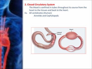2. Closed Circulatory System
The blood is confined in tubes throughout its course from the
heart to the tissues and back to the heart.
Ex. All vertebrates (Human)
Annelids and Cephalopods
 