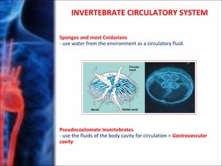 INVERTEBRATE CIRCULATORY SYSTEM
Sponges and most Cnidarians
- use water from the environment as a circulatory fluid.
Pseudocoelomate Invertebrates
- use the fluids of the body cavity for circulation = Gastrovascular
cavity
 