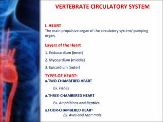 VERTEBRATE CIRCULATORY SYSTEM
I. HEART
The main propulsive organ of the circulatory system/ pumping
organ.
Layers of the Heart
1. Endocardium (inner)
2. Myocardium (middle)
3. Epicardium (outer)
TYPES OF HEART:
a.TWO-CHAMBERED HEART
Ex. Fishes
a.THREE-CHAMBERED HEART
Ex. Amphibians and Reptiles
a.FOUR-CHAMBERED HEART
Ex. Aves and Mammals
 