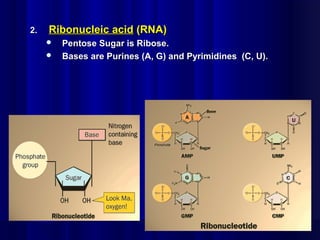 2.2. Ribonucleic acidRibonucleic acid (RNA)(RNA)
 Pentose Sugar is Ribose.Pentose Sugar is Ribose.
 Bases are Purines (A, G) and Pyrimidines (C, U).Bases are Purines (A, G) and Pyrimidines (C, U).
 