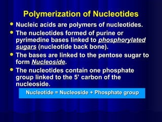 Polymerization of Nucleotides
 Nucleic acids are polymers of nucleotides.Nucleic acids are polymers of nucleotides.
 The nucleotides formed of purine orThe nucleotides formed of purine or
pyrimedine bases linked topyrimedine bases linked to phosphorylatedphosphorylated
sugarssugars (nucleotide back bone).(nucleotide back bone).
 The bases are linked to the pentose sugar toThe bases are linked to the pentose sugar to
formform NucleosideNucleoside..
 The nucleotides contain one phosphateThe nucleotides contain one phosphate
group linked to the 5’ carbon of thegroup linked to the 5’ carbon of the
nucleoside.nucleoside.
Nucleotide = Nucleoside + Phosphate groupNucleotide = Nucleoside + Phosphate group
 