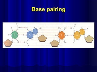Base pairing
 