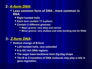 2-2- A-form DNAA-form DNA::
 Less common form of DNA , more common inLess common form of DNA , more common in
RNARNA
 Right handed helixRight handed helix
 Each turn contain 11 b.p/turnEach turn contain 11 b.p/turn
 Contain 2 different grooves:Contain 2 different grooves:
 Major groove: very deep and narrowMajor groove: very deep and narrow
 Minor groove: very shallow and wide (binding site for RNA)Minor groove: very shallow and wide (binding site for RNA)
3-3- Z-form DNA:
 Radical change of B-form
Left handed helix, very extended
It is GC rich DNA regions.
The sugar base backbone form Zig-Zag shape
The B to Z transition of DNA molecule may play a role in
gene regulation.
 