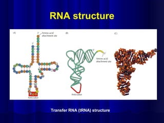 RNA structure
Transfer RNA (tRNA) structure
 