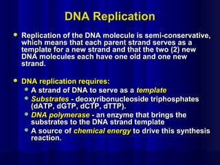 DNA ReplicationDNA Replication
 Replication of the DNA molecule is semi-conservative,Replication of the DNA molecule is semi-conservative,
which means that each parent strand serves as awhich means that each parent strand serves as a
template for a new strand and that the two (2) newtemplate for a new strand and that the two (2) new
DNA molecules each have one old and one newDNA molecules each have one old and one new
strand.strand.
 DNA replication requires:DNA replication requires:
 A strand of DNA to serve as aA strand of DNA to serve as a templatetemplate
 SubstratesSubstrates - deoxyribonucleoside triphosphates- deoxyribonucleoside triphosphates
(dATP, dGTP, dCTP, dTTP).(dATP, dGTP, dCTP, dTTP).
 DNA polymeraseDNA polymerase - an enzyme that brings the- an enzyme that brings the
substrates to the DNA strand templatesubstrates to the DNA strand template
 A source ofA source of chemical energychemical energy to drive this synthesisto drive this synthesis
reaction.reaction.
 