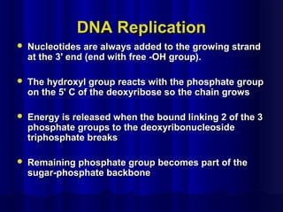 DNA ReplicationDNA Replication
 Nucleotides are always added to the growing strandNucleotides are always added to the growing strand
at the 3' end (end with free -OH group).at the 3' end (end with free -OH group).
 The hydroxyl group reacts with the phosphate groupThe hydroxyl group reacts with the phosphate group
on the 5' C of the deoxyribose so the chain growson the 5' C of the deoxyribose so the chain grows
 Energy is released when the bound linking 2 of the 3Energy is released when the bound linking 2 of the 3
phosphate groups to the deoxyribonucleosidephosphate groups to the deoxyribonucleoside
triphosphate breakstriphosphate breaks
 Remaining phosphate group becomes part of theRemaining phosphate group becomes part of the
sugar-phosphate backbonesugar-phosphate backbone
 
