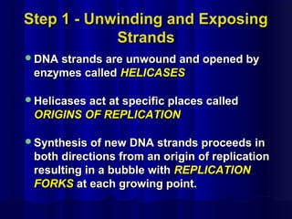 Step 1 - Unwinding and ExposingStep 1 - Unwinding and Exposing
StrandsStrands
DNA strands are unwound and opened byDNA strands are unwound and opened by
enzymes calledenzymes called HELICASESHELICASES
Helicases act at specific places calledHelicases act at specific places called
ORIGINS OF REPLICATIONORIGINS OF REPLICATION
Synthesis of new DNA strands proceeds inSynthesis of new DNA strands proceeds in
both directions from an origin of replicationboth directions from an origin of replication
resulting in a bubble withresulting in a bubble with REPLICATIONREPLICATION
FORKSFORKS at each growing point.at each growing point.
 