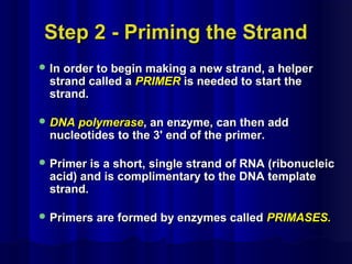 Step 2 - Priming the StrandStep 2 - Priming the Strand
 In order to begin making a new strand, a helperIn order to begin making a new strand, a helper
strand called astrand called a PRIMERPRIMER is needed to start theis needed to start the
strand.strand.
 DNA polymeraseDNA polymerase, an enzyme, can then add, an enzyme, can then add
nucleotides to the 3' end of the primer.nucleotides to the 3' end of the primer.
 Primer is a short, single strand of RNA (ribonucleicPrimer is a short, single strand of RNA (ribonucleic
acid) and is complimentary to the DNA templateacid) and is complimentary to the DNA template
strand.strand.
 Primers are formed by enzymes calledPrimers are formed by enzymes called PRIMASES.PRIMASES.
 